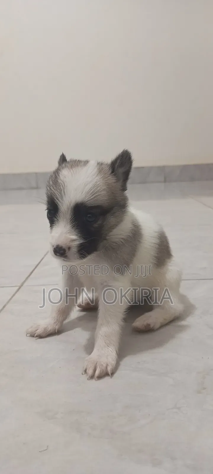 1-3 months Female Purebred Maltese