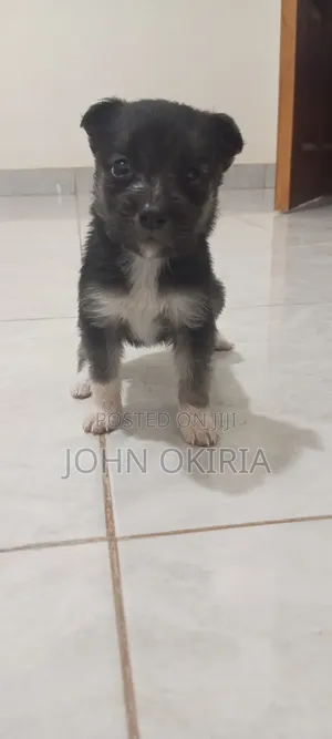 1-3 months Female Purebred Maltese