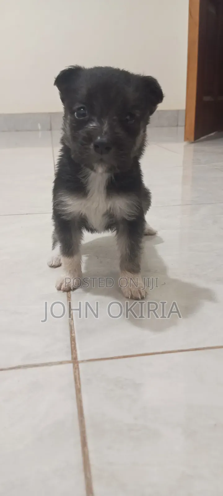 1-3 months Female Purebred Maltese