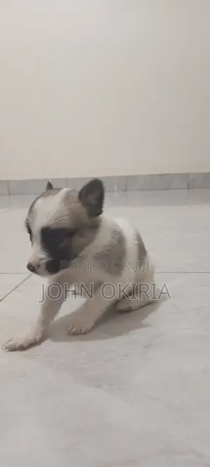 1-3 months Female Purebred Maltese