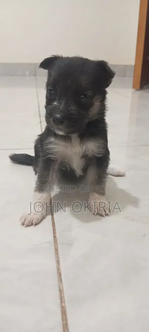 1-3 months Female Purebred Maltese