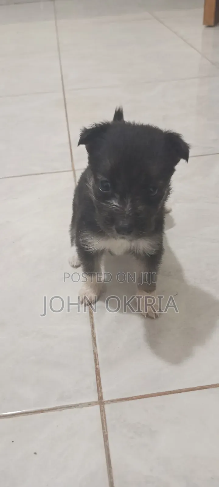 1-3 months Female Purebred Maltese