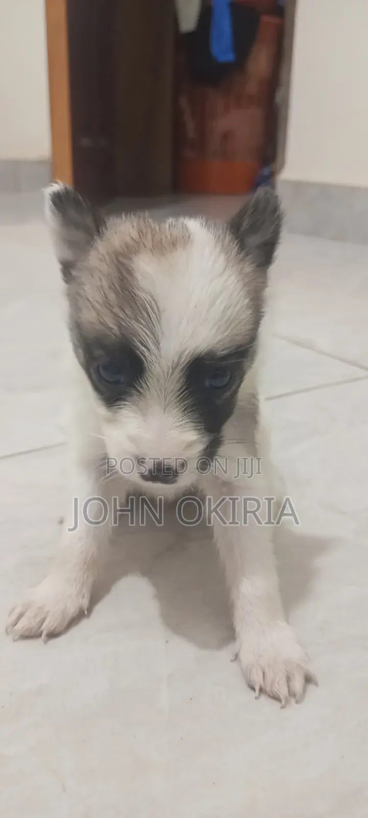 1-3 months Female Purebred Maltese