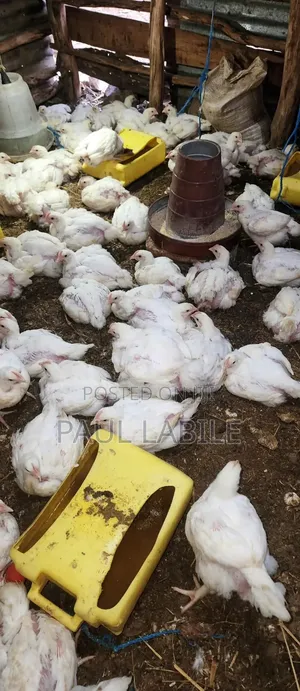 Paul's Farm