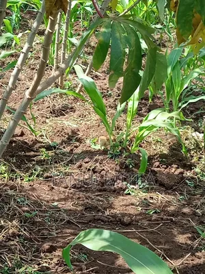 200x100 Land in Kyabakadde Giveaway Price