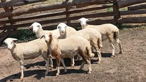 Ewe 5 Months