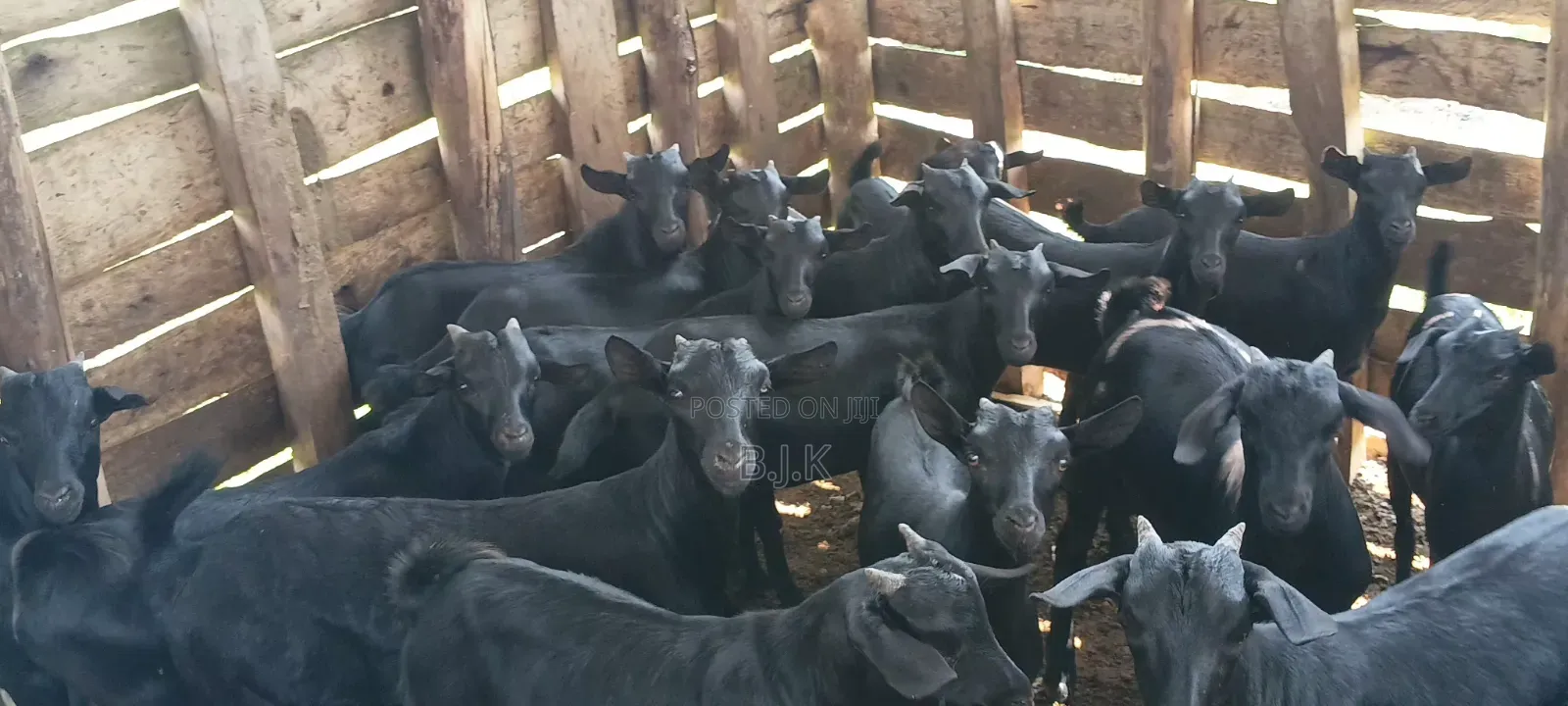 Mubende Goat Nannies