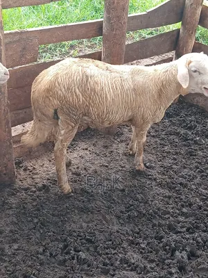 Ram Five Months