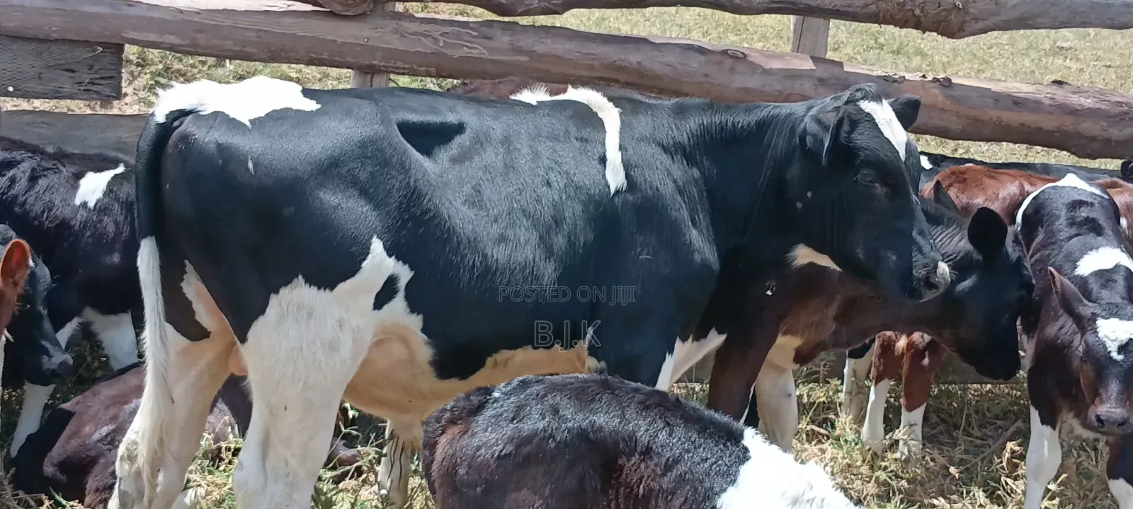 Weaned Bull Friesian Type