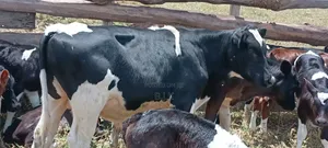 Weaned Bull Friesian Type