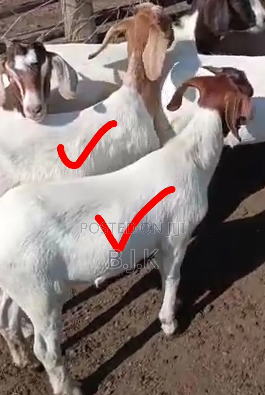 Boer Crosses