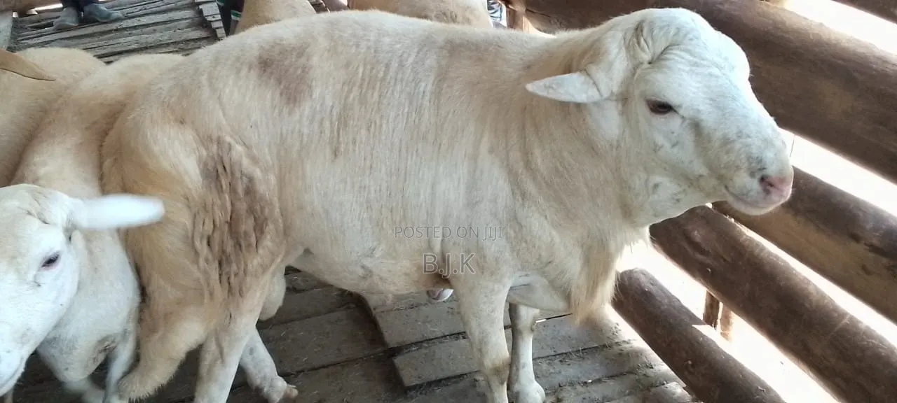 Ram 1year for Serving