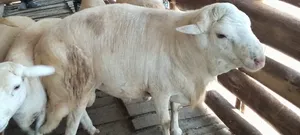 Ram 1year for Serving