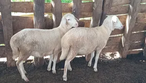 Two Ewes None Pregent