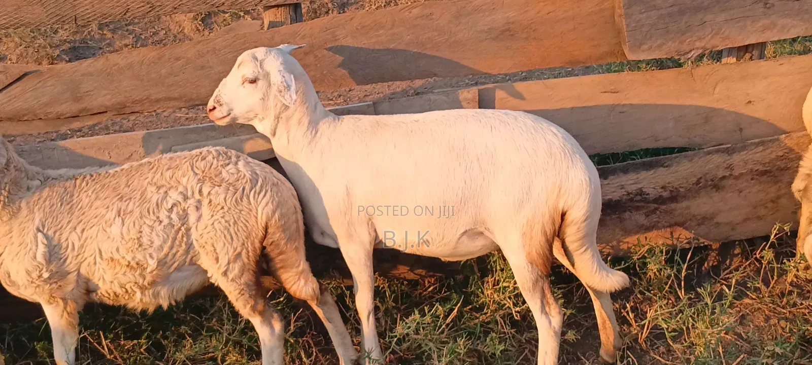 Ewe White Suffolk