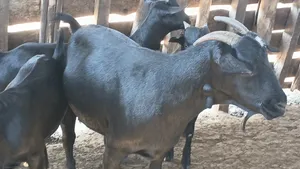 Female 78kg Live Weight