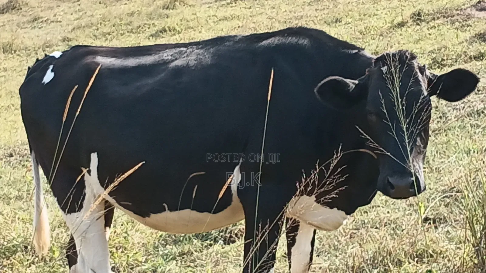 Incalf Heifer