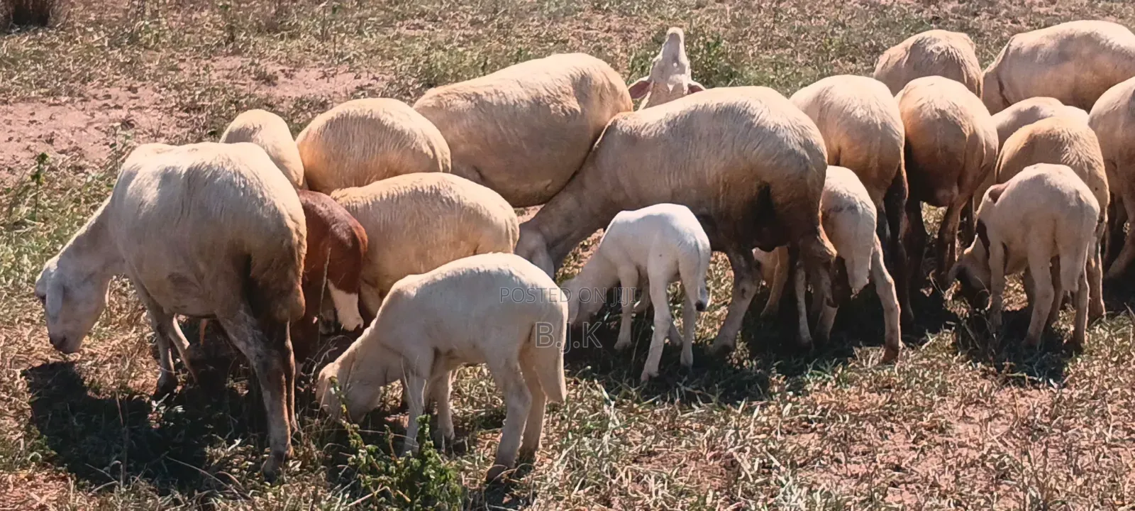 Flock of Sheep