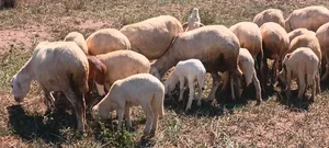 Flock of Sheep