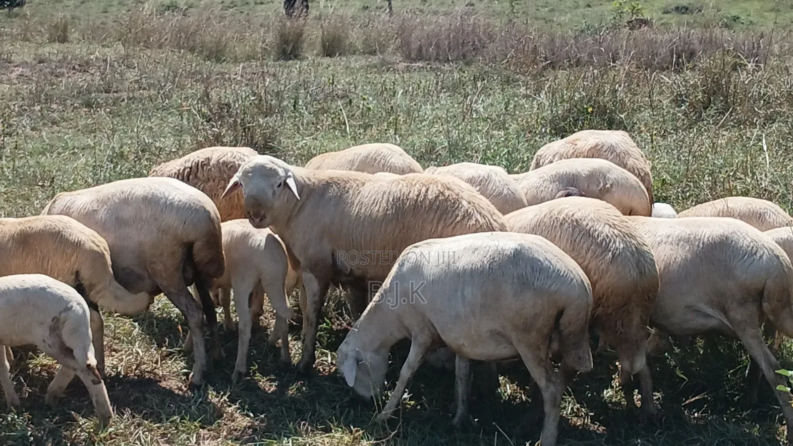 Flock of Sheep