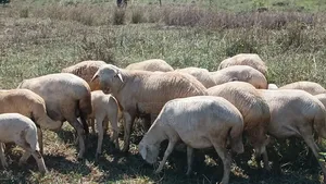 Flock of Sheep