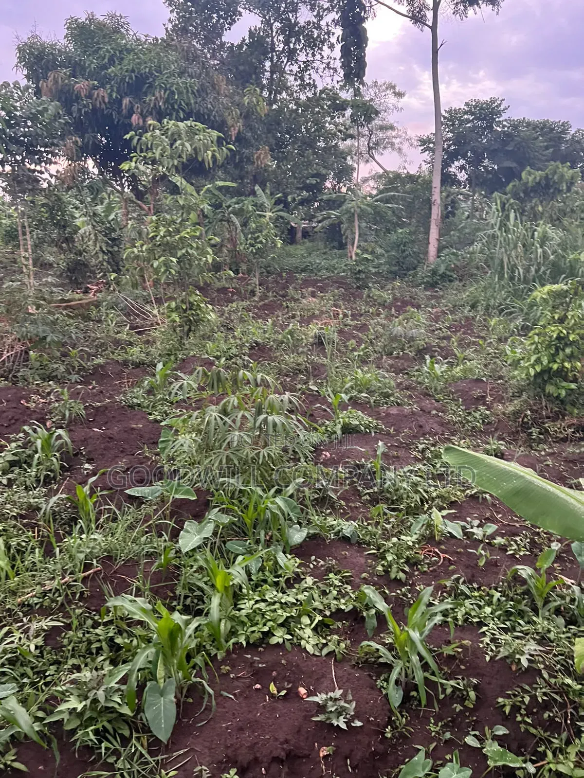 Plot of Land for Sale in Kalagala, Nakasaja – Kayunga Road!