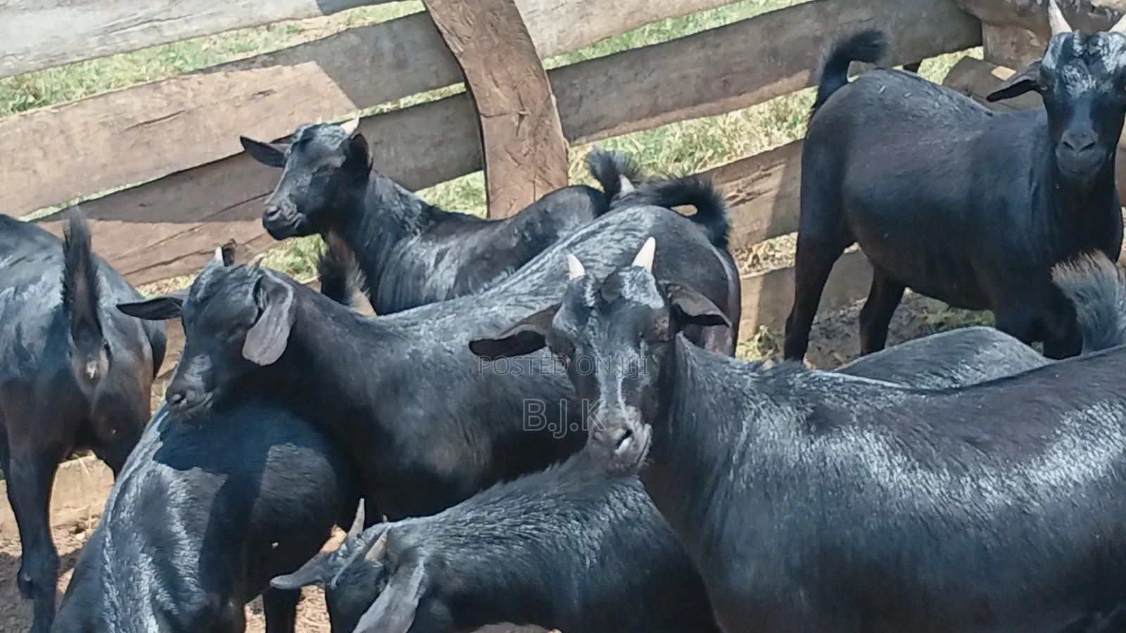 Nannies for Breeding