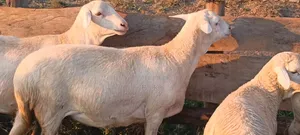 Mature Ewe 14 Months Old