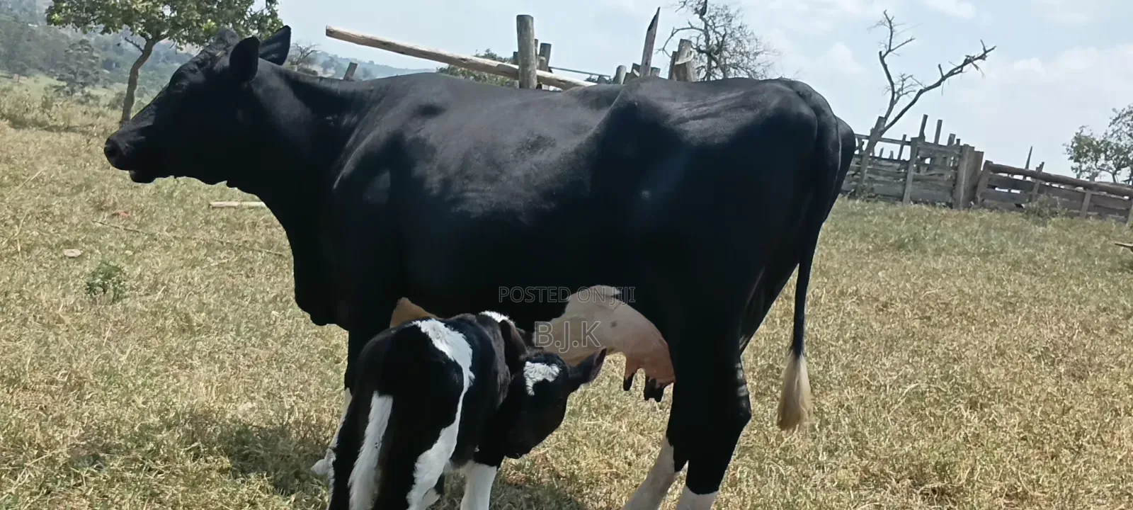 Friesian Cross 30 L Per Day