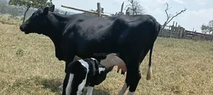 Friesian Cross 30 L Per Day