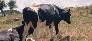 Friesian Incalf Five Month Pregency