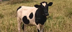 Weaned Heifer ,Friesian Type