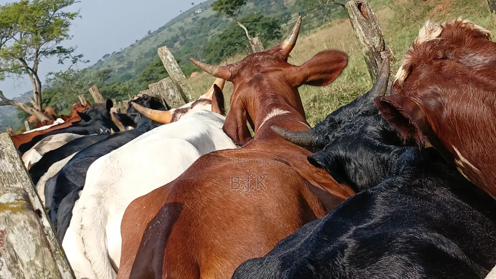 Castrates Available,250 Kg,280kg,and 300kg