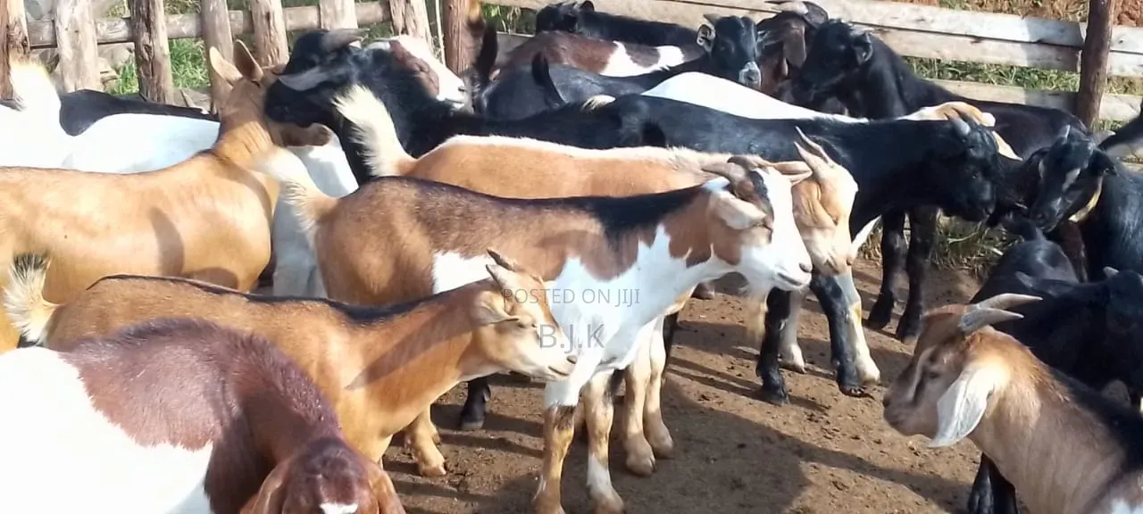 Goat Castrates One Year Old