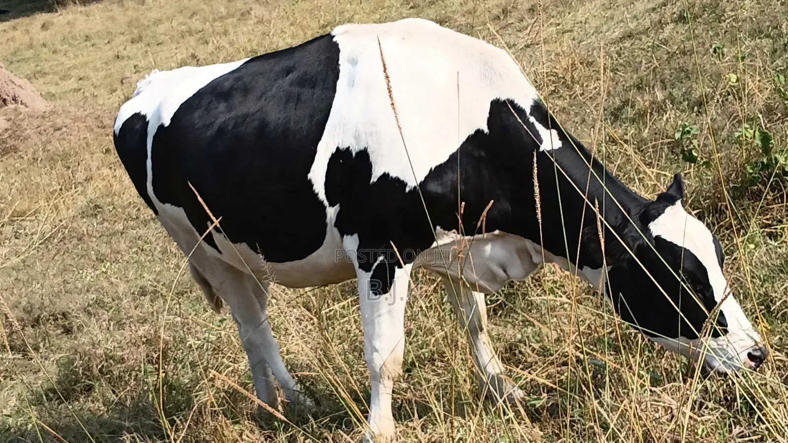Friesian Incalf