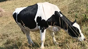 Friesian Incalf