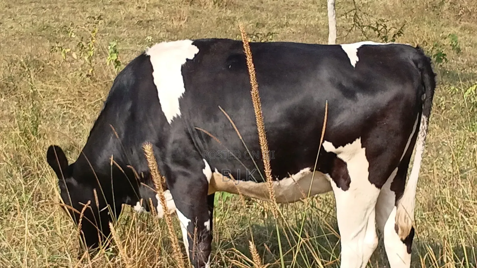 Friesian Incalf 87.5% Blood