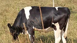 Friesian Incalf 87.5% Blood