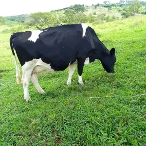 Milker Friesian Type