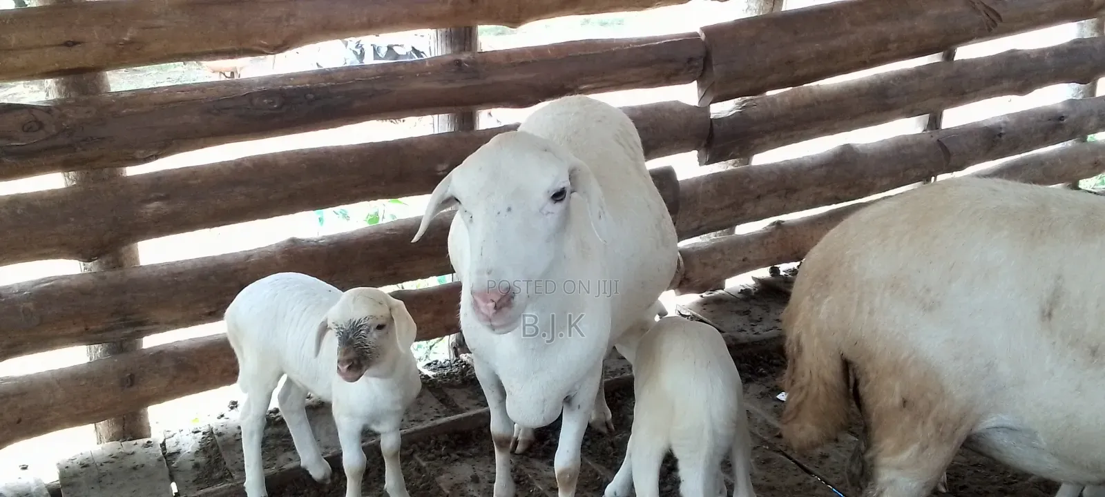 Ewe With Two Lambs