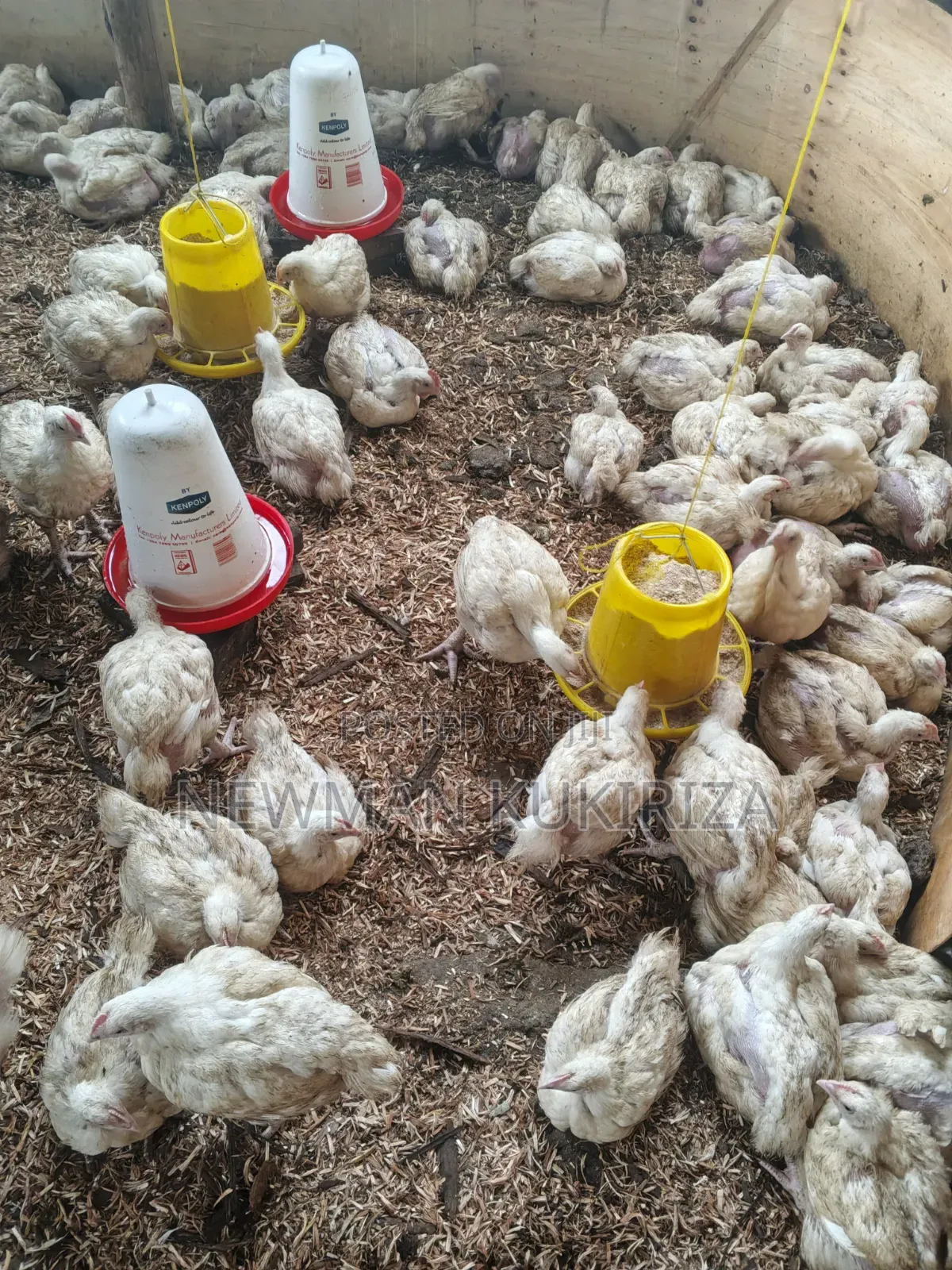 Chicken Broiler