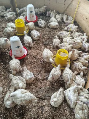 Chicken Broiler