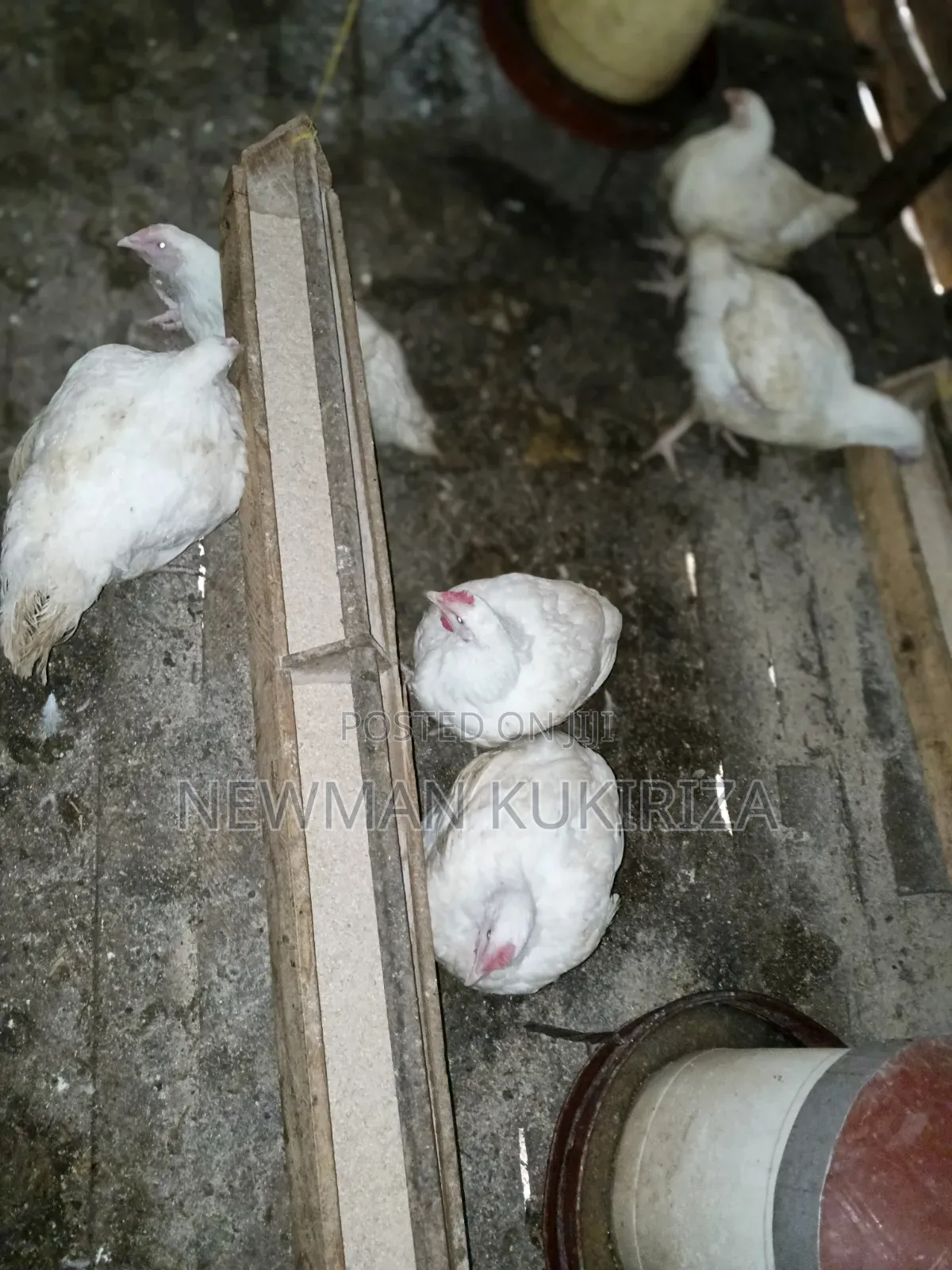Chicken Broiler
