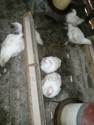 Chicken Broiler