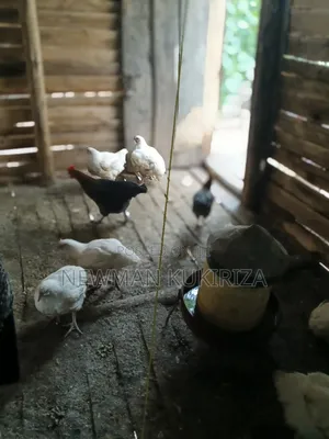 Chicken Broiler