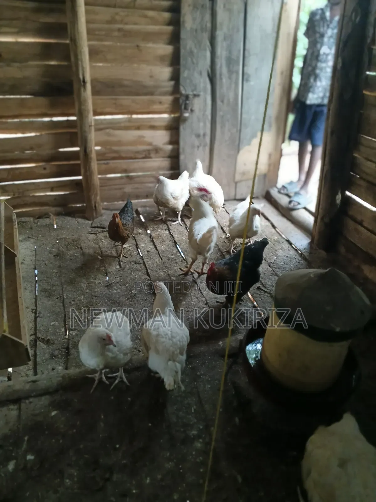 Chicken Broiler
