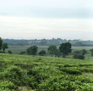 200 Acres for Sale Nakaseke Kakoge Private Mailo Land