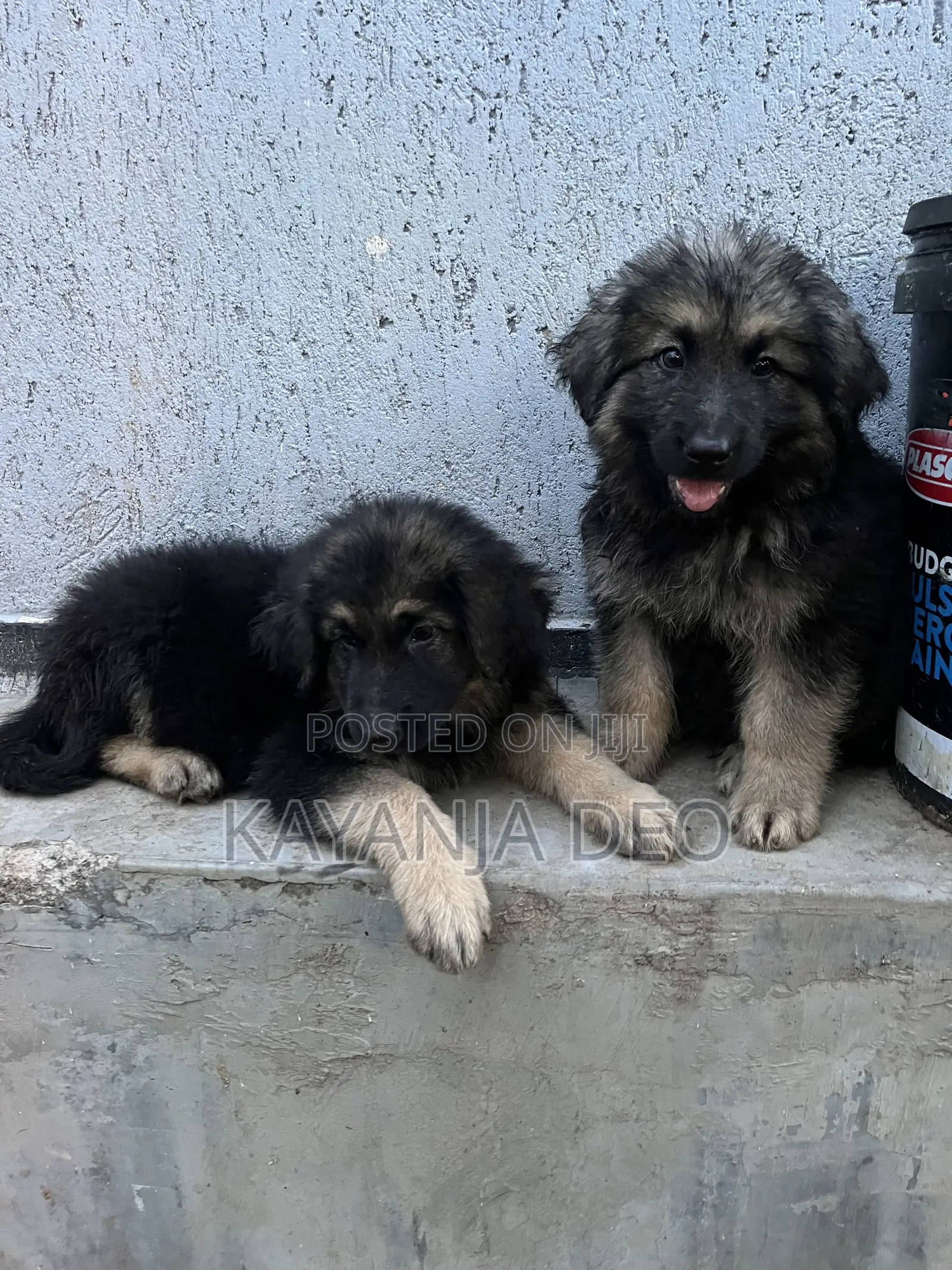 1-3 months Male Purebred German Shepherd