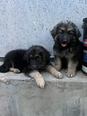 1-3 months Male Purebred German Shepherd
