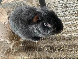 Chinchilla Rabbit (1)